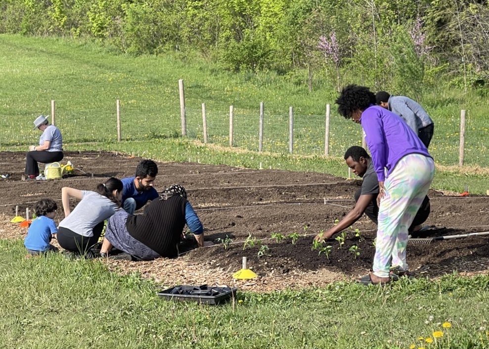 Groupings of people, facing away from the camera, working on planning small plants into brown soil in the field