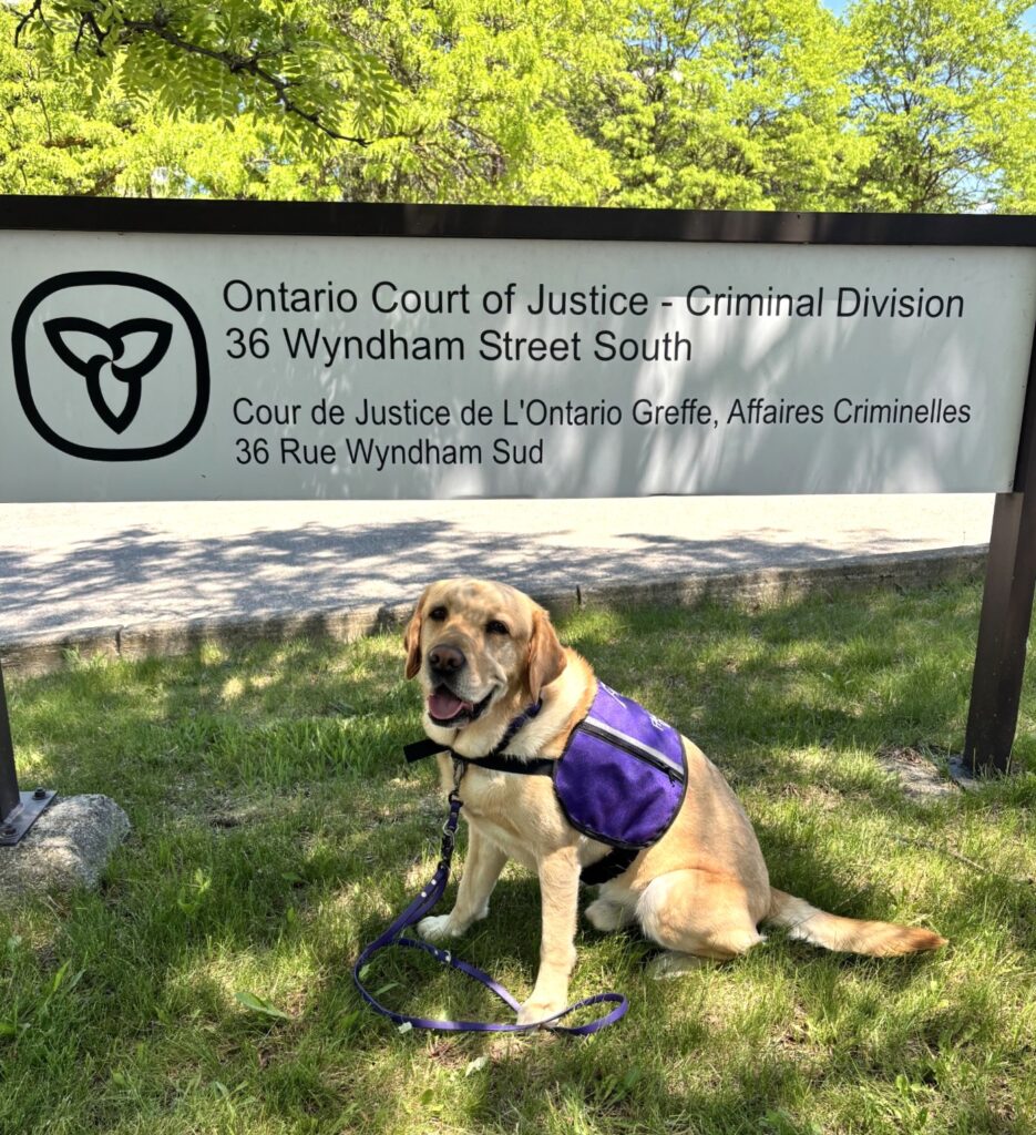 Yellow Labrador wearing a purple service vest sitting on grass in front of Ontario Court of Justice sign.
