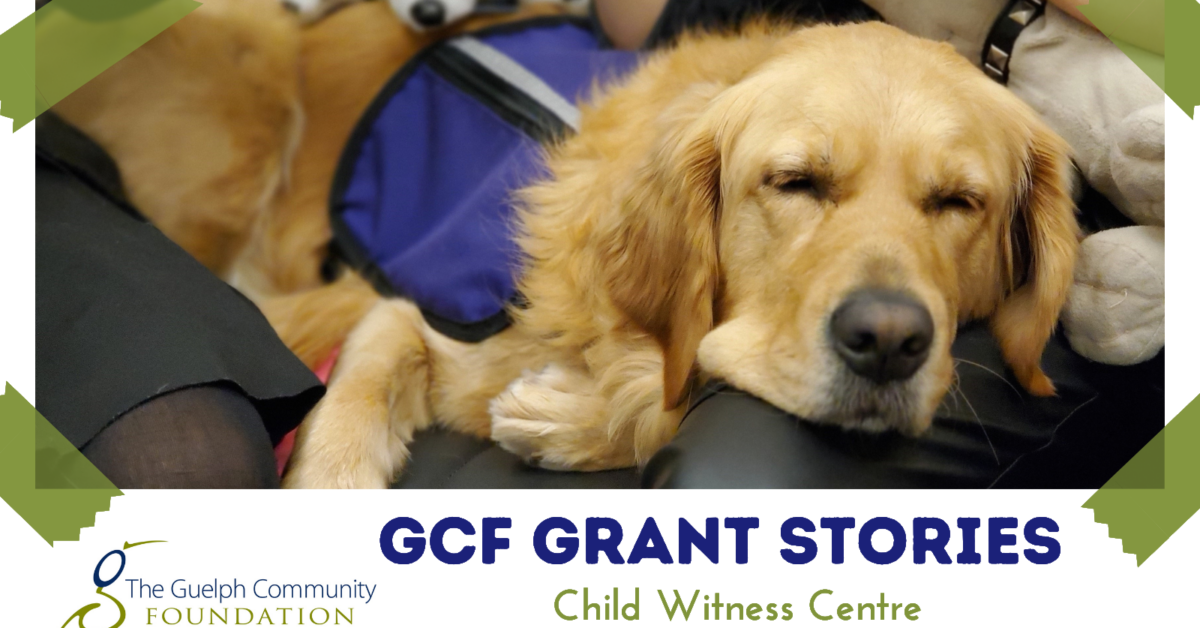 Golden retriever service dog wearing a blue vest lying down beside a client at the Child Witness Centre.